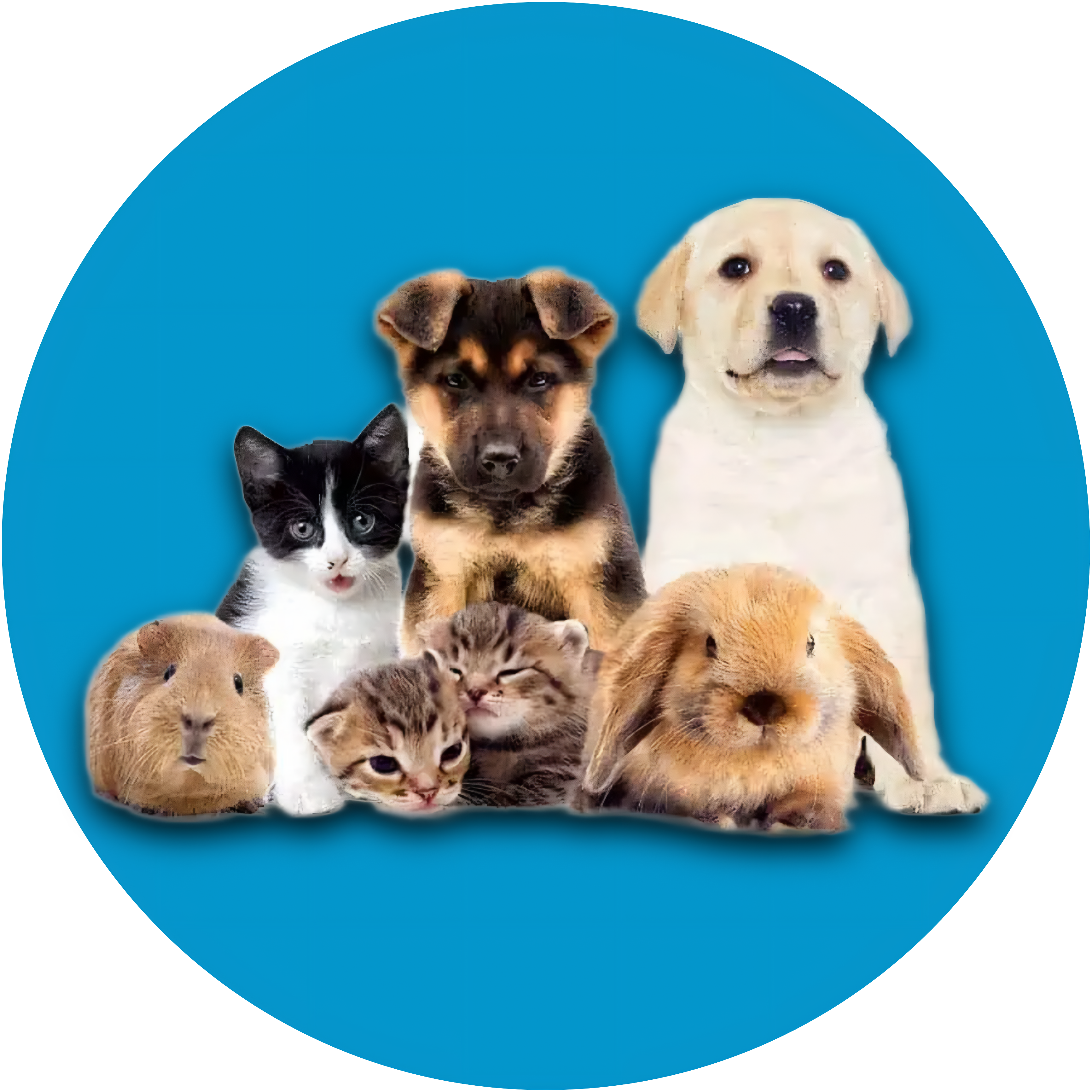 Buy Pet Accessories Online in Pakistan | Premium Collars, Leashes & Grooming Tools – Trendora